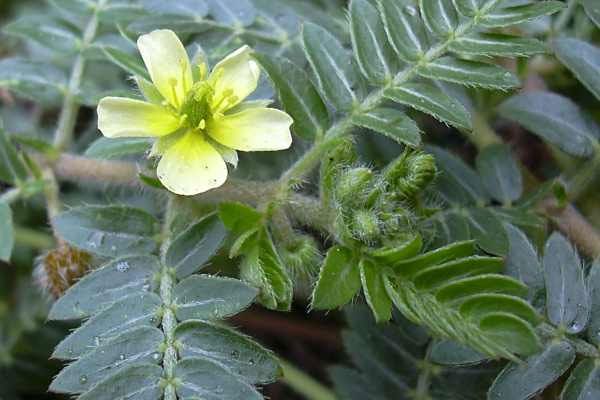 Multi Juice - Tế bào gốc, đẩy lùi mọi bệnh tật, giải pháp cho sức khỏe, sinh lý nam nữ - Hộp - Ảnh 10